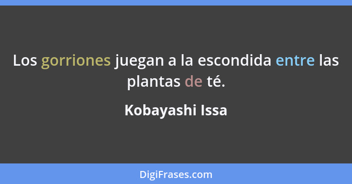 Los gorriones juegan a la escondida entre las plantas de té.... - Kobayashi Issa