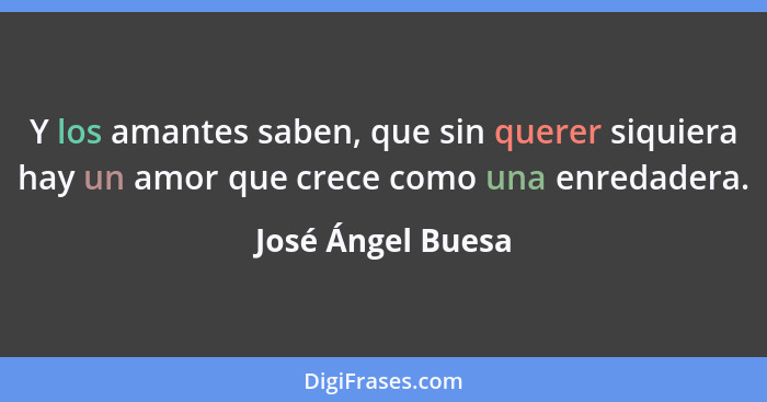 Y los amantes saben, que sin querer siquiera hay un amor que crece como una enredadera.... - José Ángel Buesa