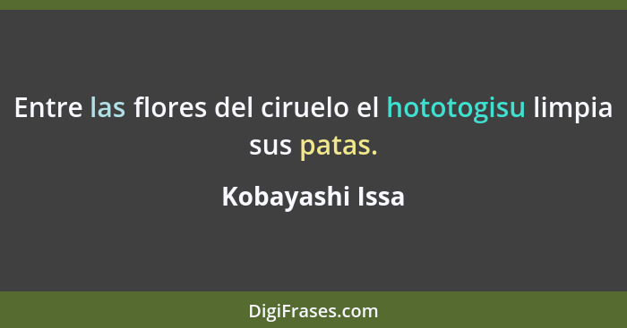 Entre las flores del ciruelo el hototogisu limpia sus patas.... - Kobayashi Issa