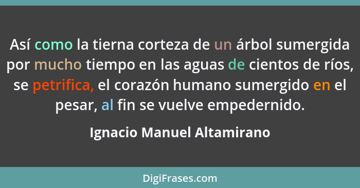 Así como la tierna corteza de un árbol sumergida por mucho tiempo en las aguas de cientos de ríos, se petrifica, el corazó... - Ignacio Manuel Altamirano